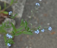 ワスレナグサの花がら摘みについてです 下から上に咲くワスレナグサ Yahoo 知恵袋