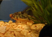 屋外でも飼える熱帯魚を教えてください 青コリは屋外で飼えるというこ Yahoo 知恵袋