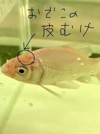 金魚がケンカ 追いかけ回す でしょうか 水槽の中をすごいス Yahoo 知恵袋
