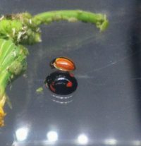 この黒い集合体はアブラムシでしょうか 公園のこの植物だけに Yahoo 知恵袋