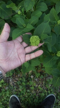 紫陽花の葉っぱの描き方教えて下さい まだ途中なんですけど全然紫陽花っぽく Yahoo 知恵袋