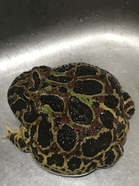 ベルツノガエルの冬眠中について 半年前からクランウェルツノガエルを飼って Yahoo 知恵袋