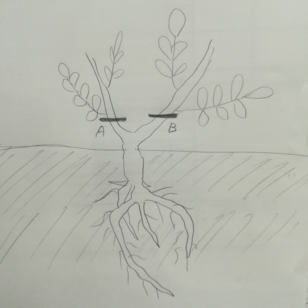 薔薇 バラ 芽接ぎ写真のような二股の台木 ノイバラ等 があると Yahoo 知恵袋