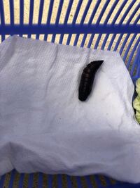 アゲハの幼虫はレモンの葉を食べますか 前回保護した青虫くんはあの後サ Yahoo 知恵袋