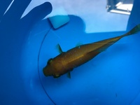 金魚飼育の初心者です トリートメントや塩水浴について質問させて Yahoo 知恵袋