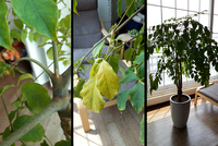 可愛がっている観葉植物が枯れてきてしまいました ２年ほど前に購入した ヘ Yahoo 知恵袋