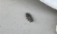 室内に保管してあったじゃがいもが腐って よく見るとウネウネと糸状の虫 Yahoo 知恵袋