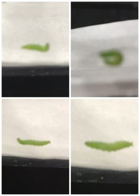 キッチンの床で青虫を見つけました なんの青虫でしょうか 大根 Yahoo 知恵袋