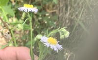 食べれる野草について質問です ハルジオンは茎も食べられますか Yahoo 知恵袋