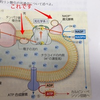 高校生物についてなのですが なぜ植物は呼吸をするのですか 光合成でエネル Yahoo 知恵袋