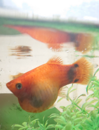 金魚が底に沈んで 動きません 口は パクパクしてます 餌をやろうと近 Yahoo 知恵袋