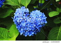 リクエストです あじさいの花言葉は 移り気 や 浮気 Yahoo 知恵袋