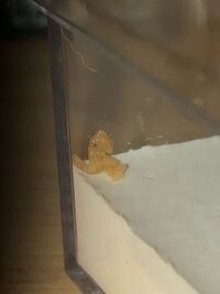 蟻の孵化について質問です 5 28日からクロオオアリの女王を飼育し Yahoo 知恵袋