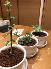 100均で買った観葉植物たちが次々枯れていきます 基本 Yahoo 知恵袋