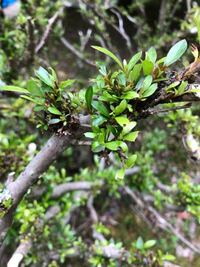 サツキの枝や幹にカビのような 苔のような青白いものが生えています 他の木にも Yahoo 知恵袋