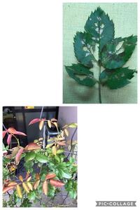 ゼラニウムが葉っぱだけになって 花が咲きません 新しい葉っぱはどんどん Yahoo 知恵袋