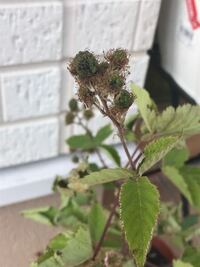 ブラックベリーの駆除２年前に植えたブラックベリーを駆除したいと考えて Yahoo 知恵袋