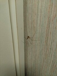 これ何ていう蜘蛛ですか カナダで旅行中に見つけました ユウ Yahoo 知恵袋