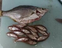 昨日サビキで釣った魚なのですがお腹の中からたくさんの魚が出てきました こ Yahoo 知恵袋
