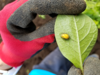 じゃがいもの葉につく害虫の対処法を教えてください 現在 高さが１０ｃｍ Yahoo 知恵袋