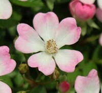 花の名前を教えて下さい 薔薇です 小ぶりのバラで ミニバラ位の Yahoo 知恵袋