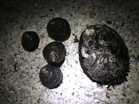 英語の発音 くじらの発音ですが日本語読みのホエールのホは実際の発音では全くな Yahoo 知恵袋