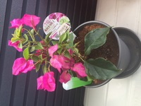 ブーゲンビリアの花の変色について質問です 薄いピンク色の花のブーゲンビリ Yahoo 知恵袋