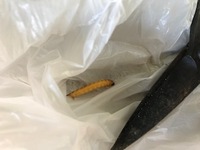 珍しい虫を見かけたのですが 何という虫でしょうか 害虫 Yahoo 知恵袋