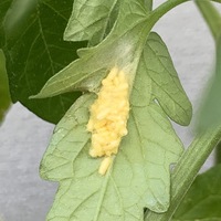 写真あり閲覧注意です 家庭菜園のトマトの葉っぱ裏に虫の卵を見つ Yahoo 知恵袋