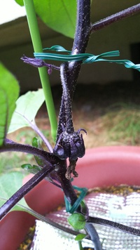 茄子の花の色が薄く 咲いても落花して実がつきません 原因について見当 Yahoo 知恵袋