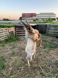 ヤギに頭突きされました どのように注意すればいい Yahoo 知恵袋
