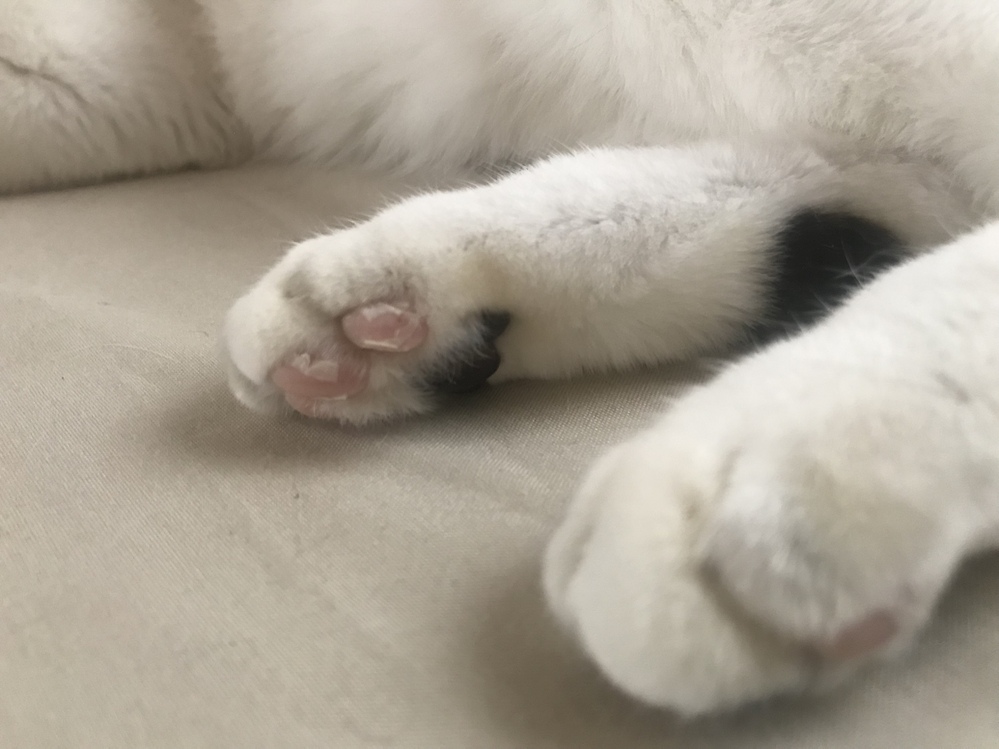 猫の肉球の皮が剥がれています。前足後ろ足全てで、床に接する部分から 