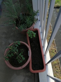 ベランダに置いているプランターに中玉トマトの苗 オクラの苗 ハ Yahoo 知恵袋