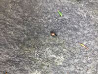 何故ミントは手で包んで叩くと より一層 香りがフワッと香るん Yahoo 知恵袋