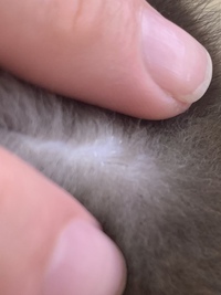 毛に着いて離れないネコハジラミの卵についてです フロントラインプラスを猫 Yahoo 知恵袋