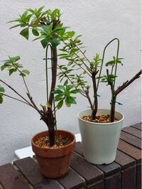 つつじの植え替えについて質問です 去年の６月に挿し木をしたつつ Yahoo 知恵袋