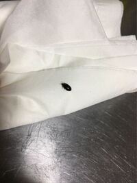 ゴキブリがいなくなるスプレーを使ってみた方に質問します 効果はゴイスー Yahoo 知恵袋