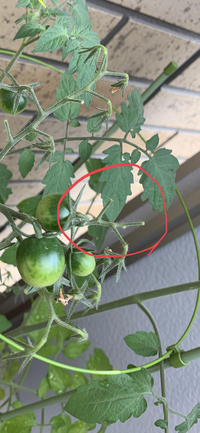 ベランダでトマトを栽培しているのですが これは鳥などに食べられ Yahoo 知恵袋