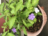 ゆずについて ホームセンターで柚子の鉢植えを買おうと思ったのですが 花ゆず Yahoo 知恵袋