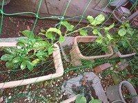 グリーンカーテン パッションフルーツについて 今年からグ Yahoo 知恵袋