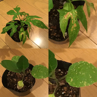 オキナワスズメウリとたまごナスの種から生育中なのですが2種類とも病気にか Yahoo 知恵袋