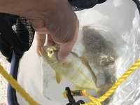 福島県でこの魚を釣りました青物の様ですが名前がわかりません カンパチの幼 Yahoo 知恵袋