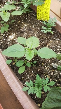 庭に生えているのですが茎にとげがありますこの植物の名前を教えて下さい雑草かどう Yahoo 知恵袋