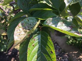 桜の葉に茶色い斑点が出て落葉しています 虫は見当たりませ Yahoo 知恵袋