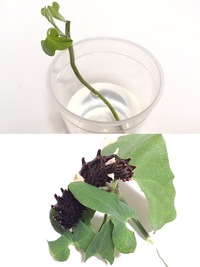 ウマノスズクサの増やし方を教えて下さい 庭にはウマノスズクサが繁 Yahoo 知恵袋