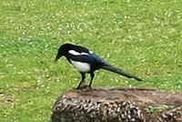 鳥の鳴き声について キュイーンキュイーンキュイーンキュイーン って Yahoo 知恵袋