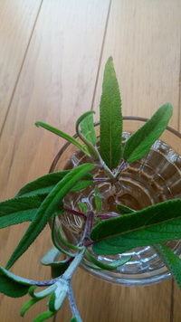 アメジストセージとアメリカンセージはどこが違いますか アメ Yahoo 知恵袋