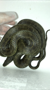この蛇はアオダイショウですか 目は丸っこく 目の後ろに黒い線が入っていま Yahoo 知恵袋