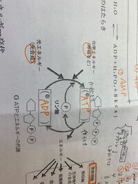 なぜ化学エネルギーの呼吸がここの矢印につくのかがわかりません リン酸をa Yahoo 知恵袋