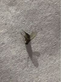 コバエはどこからやってきて どこへ行くのでしょうか 少し前に体調 Yahoo 知恵袋